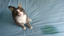Katze sitzt auf Matratze neben einem nassen Fleck