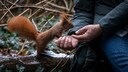 Viele träumen davon, mal ein Eichhörnchen streicheln zu können. Ein neuer Trick soll dies ermöglichen.