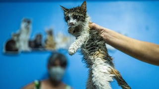 Das Tierheim Butzbach kämpft mit einer mysteriösen Katzenkrankheit. Innerhalb weniger Wochen sind dort 21 Tiere erkrankt. (Symbolbild)