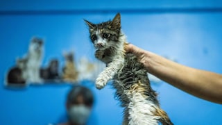 Das Tierheim Butzbach kämpft mit einer mysteriösen Katzenkrankheit. Innerhalb weniger Wochen sind dort 21 Tiere erkrankt. (Symbolbild)