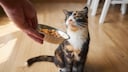 Die Fressnapf Tiernahrungs GmbH informiert über den Rückruf von Katzen- und Hundetrockenfutter der Marken MultiFit und Premiere. Wie das Unternehmen mitteilt, wurden Salmonellen nachgewiesen.