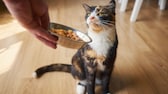 Die Fressnapf Tiernahrungs GmbH informiert über den Rückruf von Katzen- und Hundetrockenfutter der Marken MultiFit und Premiere. Wie das Unternehmen mitteilt, wurden Salmonellen nachgewiesen.