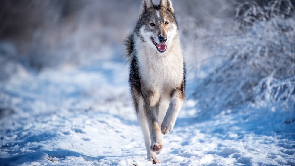 Mit ihrem wetterfesten Fell und ihrer agilen Natur ist der ostsibirische Laika für das Leben in extremen Klimazonen prädestiniert.