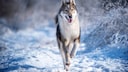 Mit ihrem wetterfesten Fell und ihrer agilen Natur ist der ostsibirische Laika für das Leben in extremen Klimazonen prädestiniert.
