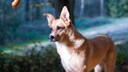 Der Carolina Dog entstand vor Tausenden von Jahren, als Hunde über die Beringstraße nach Nordamerika kamen und sich in der Wildnis des Kontinents behaupteten.