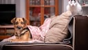 Welche Namen sind in Deutschland bei Hunden und Katzen besonders beliebt? Das Haustierregister Tasso hat nun seine Zahlen für das Jahr 2024 veröffentlicht