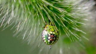Picasso-Schildwanze (Sphaerocoris annulus)