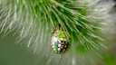 Picasso-Schildwanze (Sphaerocoris annulus)