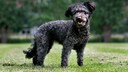 Der Pumi ist ein ungarischer terrierartiger Treibhund. Außerhalb seiner Heimat ist er bis heute weitestgehend unbekannt