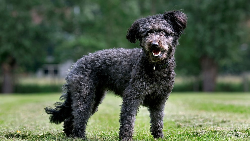 Der Pumi ist ein ungarischer terrierartiger Treibhund. Außerhalb seiner Heimat ist er bis heute weitestgehend unbekannt