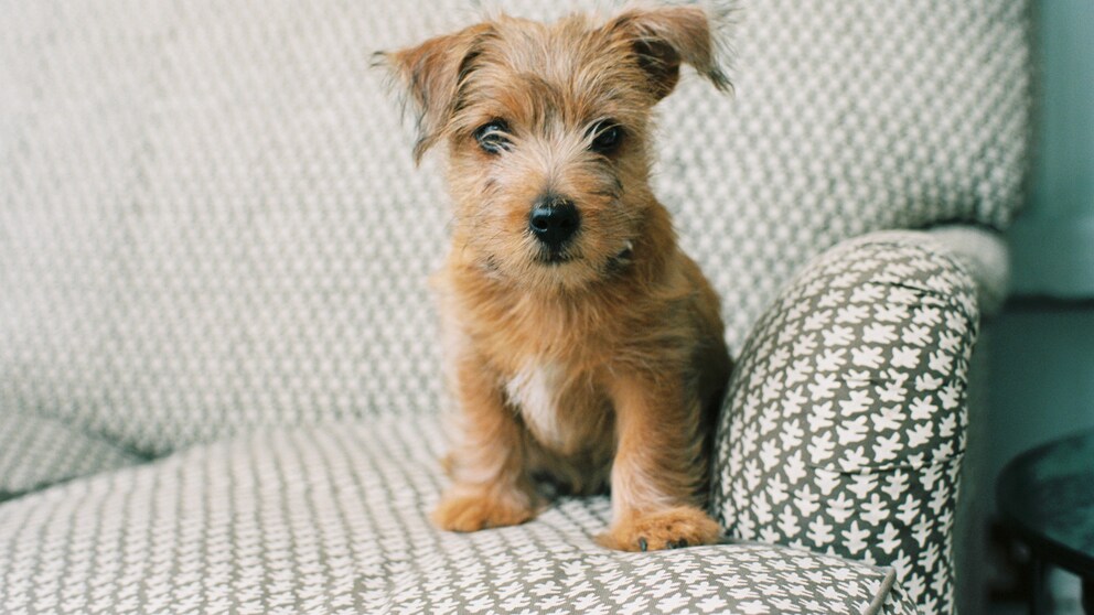 Klein, aber oho! Der Norfolk Terrier ist einer der kleinsten Vertreter der Terrierfamilie, beeindruckt aber durch seine selbstbewusste Persönlichkeit