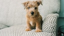 Klein, aber oho! Der Norfolk Terrier ist einer der kleinsten Vertreter der Terrierfamilie, beeindruckt aber durch seine selbstbewusste Persönlichkeit