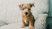 Klein, aber oho! Der Norfolk Terrier ist einer der kleinsten Vertreter der Terrierfamilie, beeindruckt aber durch seine selbstbewusste Persönlichkeit