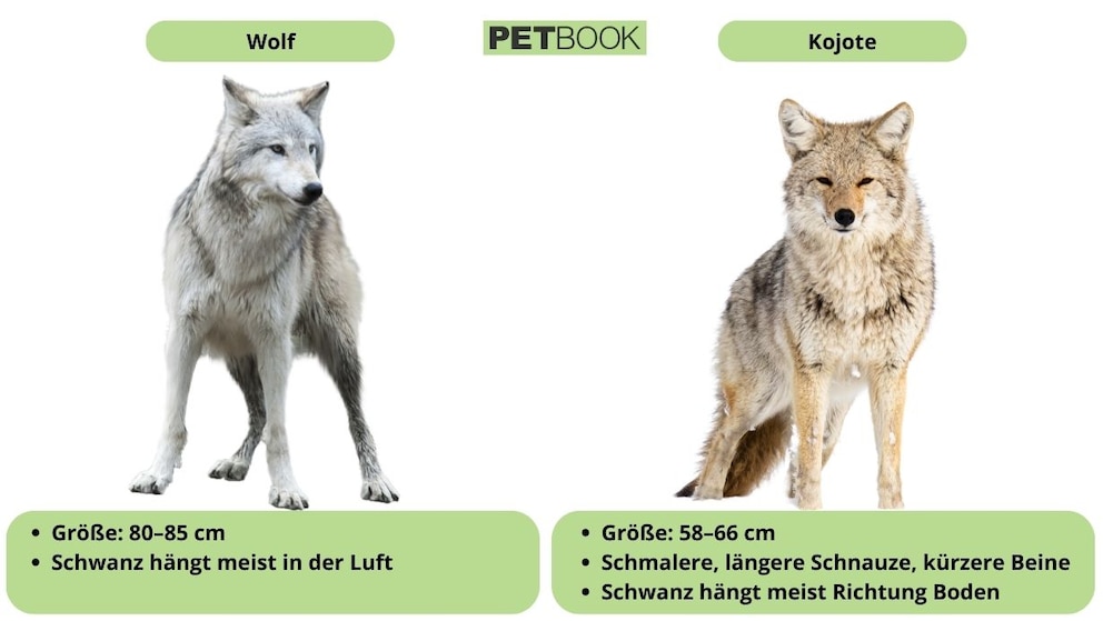 Unterschiede zwischen Wolf und Kojote im Überblick