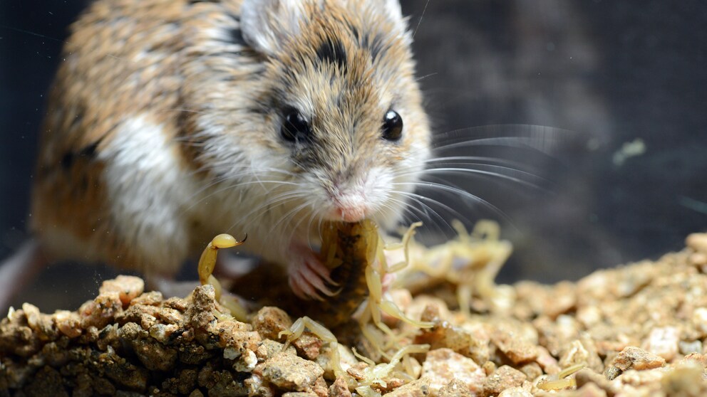 Eine Grashüpfermaus frisst einen Skorpion
