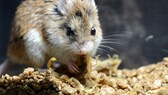 Eine Grashüpfermaus frisst einen Skorpion