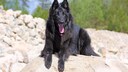 Groenendael