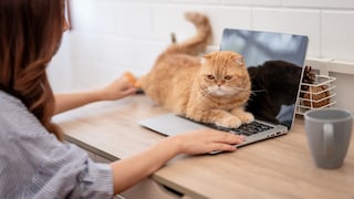 Katze sitzt im Homeoffice auf Tastatur