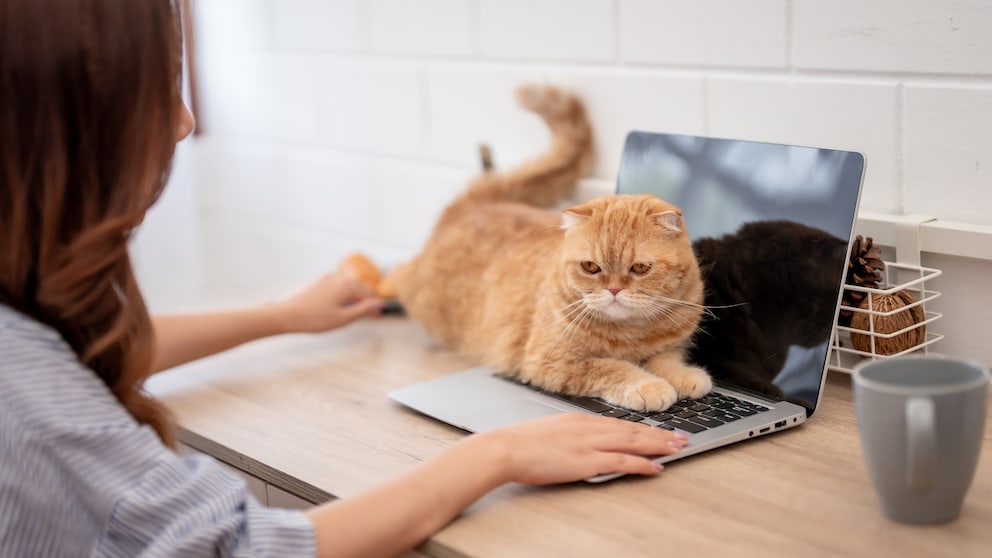 Katze sitzt im Homeoffice auf Tastatur