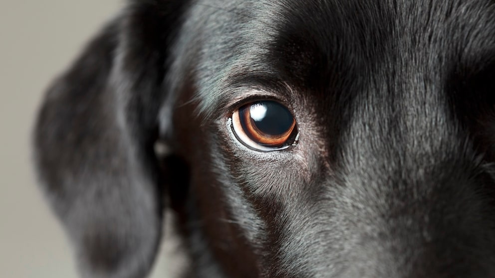 Hornhautverletzung beim Hund