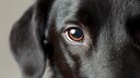 Hornhautverletzung beim Hund