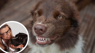 Kollage aus Hund, der Zähne zeigt und Porträt von Katharina Marioth