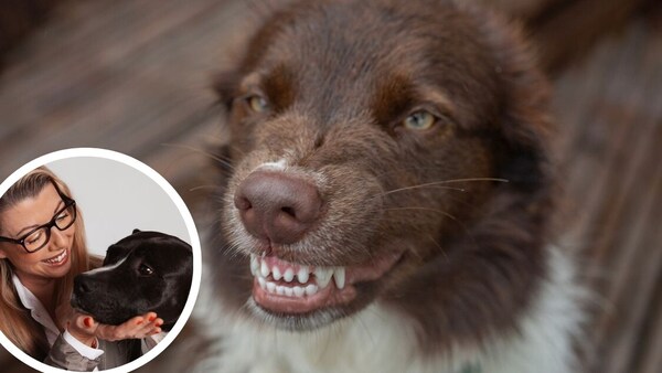 Kollage aus Hund, der Zähne zeigt und Porträt von Katharina Marioth