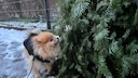 Redaktionshund Yumi schnuppert an entsorgtem Weihnachtsbaum
