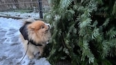 Redaktionshund Yumi schnuppert an entsorgtem Weihnachtsbaum