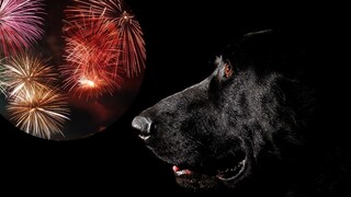 Collage aus Feuerwerk und schwarzem Labrador