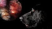 Collage aus Feuerwerk und schwarzem Labrador