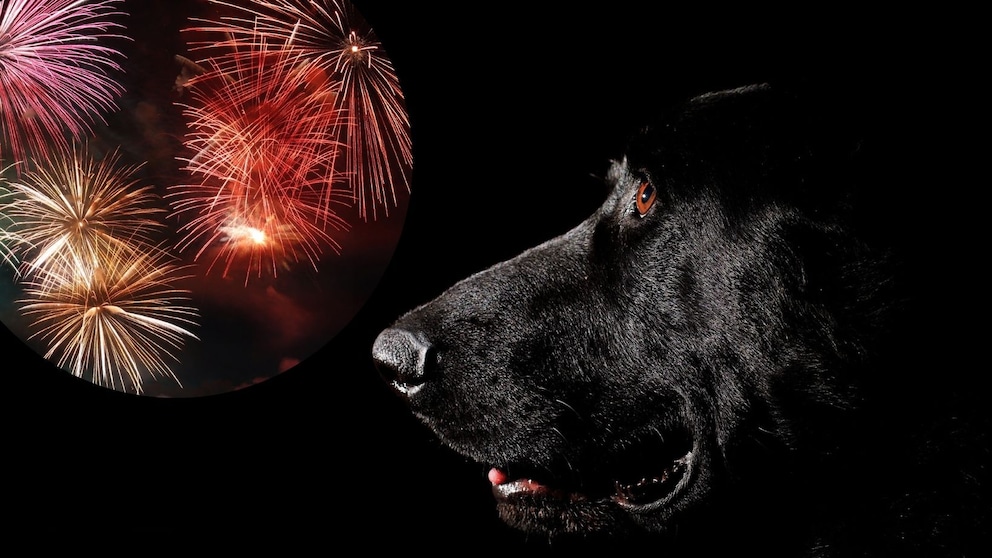 Collage aus Feuerwerk und schwarzem Labrador