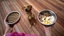 Hundeernährung