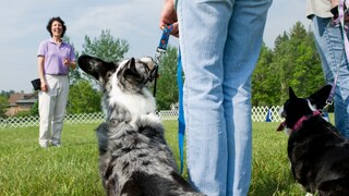 Hunde auf einer Wiese mit Trainerin im Hintergrund