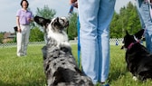 Hunde auf einer Wiese mit Trainerin im Hintergrund