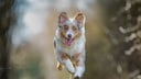 Australian Shepherd rennt