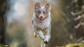 Australian Shepherd rennt