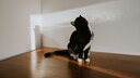 Katze starrt Wand an