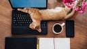 Katze liegt auf Laptop-Tastatur am Arbeitsplatz