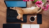 Katze liegt auf Laptop-Tastatur am Arbeitsplatz