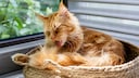 Rote Maine Coon Katze beim Putzen