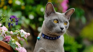 Graue Katze mit blauem Halsband mit Glöckchen