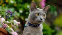 Graue Katze mit blauem Halsband mit Glöckchen