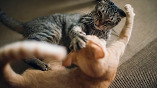 Zwei Katzen, die miteinander streiten