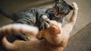 Zwei Katzen, die miteinander streiten