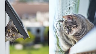 Katze schaut aus Katzenklappe (links) und Katze auf Balkon mit Netz