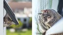 Katze schaut aus Katzenklappe (links) und Katze auf Balkon mit Netz