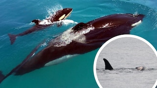 Die Orca-Mutter, bekannt als Tahlequah oder J35, wurde seit Mittwoch dabei beobachtet, wie sie den Körper ihres toten Kalbs trug.