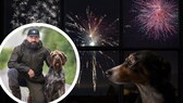 Mit dem Angsthund an Silvester an den Flughafen flüchten? Hundetrainer Dennis Panthen hat dazu eine klare Meinung.