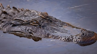 Nahaufnahme eines Mississippi-Alligators ((Alligator mississippiensis) im Wasser